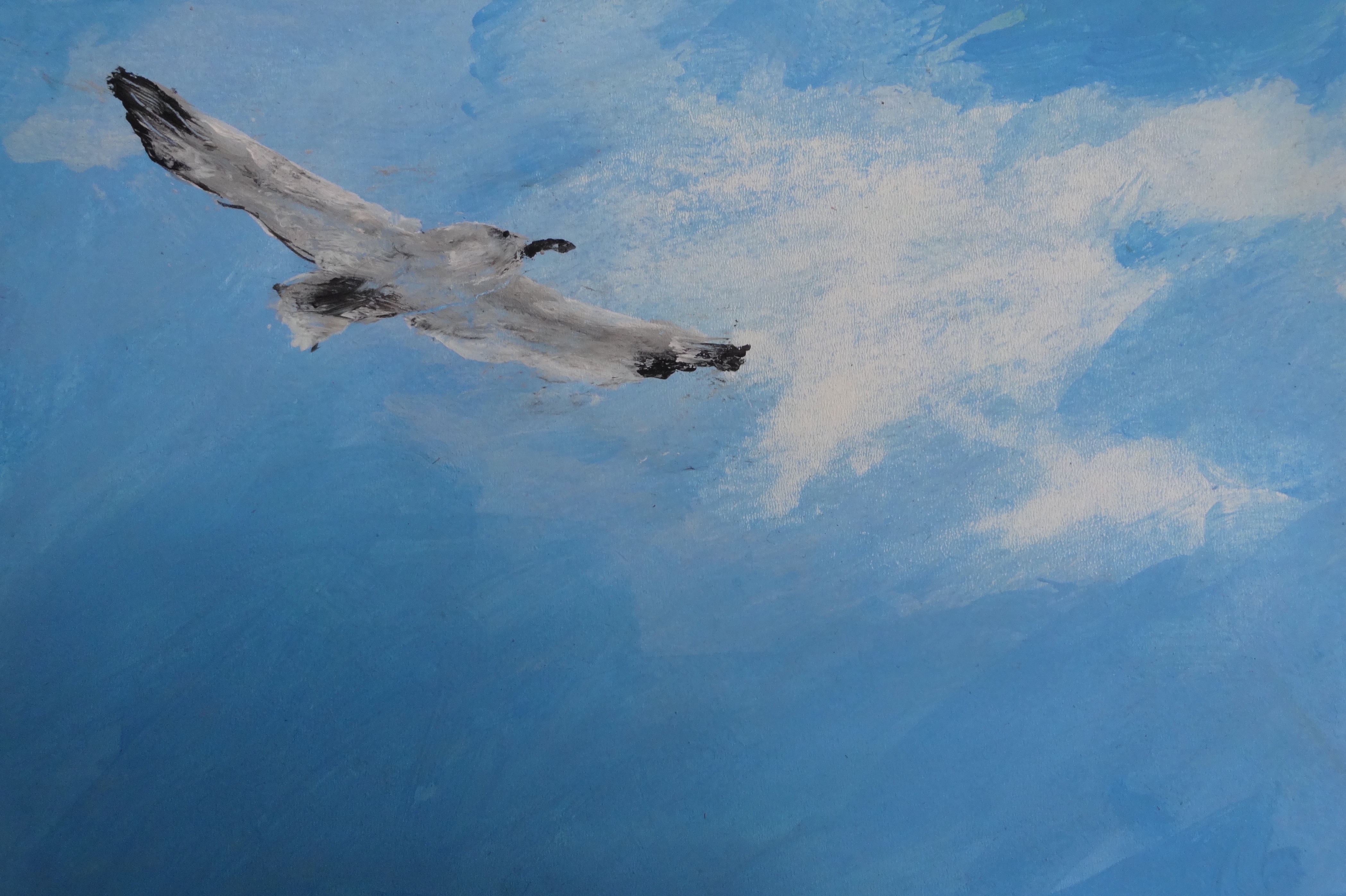 Möwe im Flug